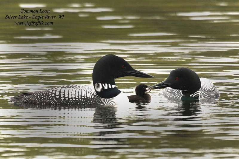 common loon images. Eagle River Loons