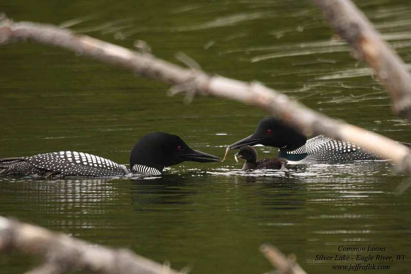 common loon nest. One of two loons working the